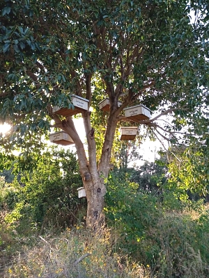 Mradi_wa_Nyuki_Mizinga_iliyotundikwa_(2)