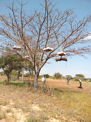 Mradi_wa_Nyuki_Mizinga_iliyotundikwa